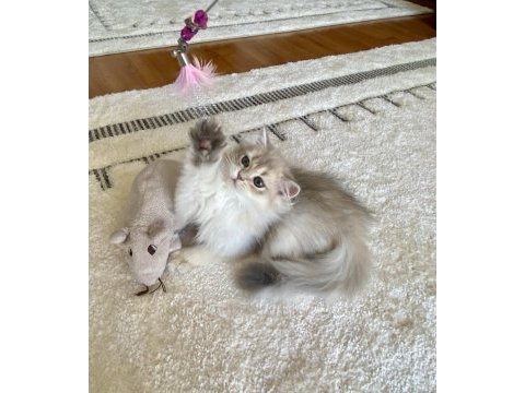 Safkan british longhair blue golden erkek yavru