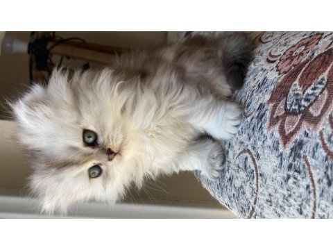 British longhair bebişler