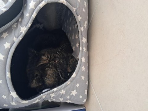 British shorthair kedicik ballı hanım