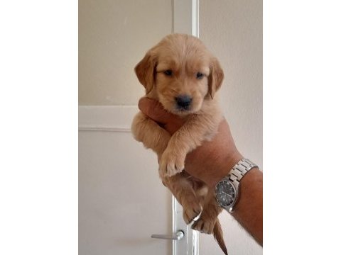 Baby face golden retriever yavruları
