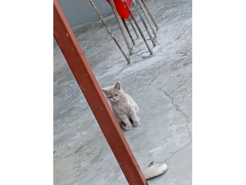 Eğitimli british shorthair