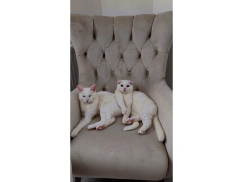 Scottish fold yavru