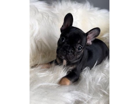 Dişi french bulldog bebekler yeni ailesini arıyor