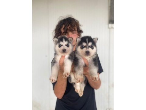 A kalite mavi gözlü husky yavrularımız