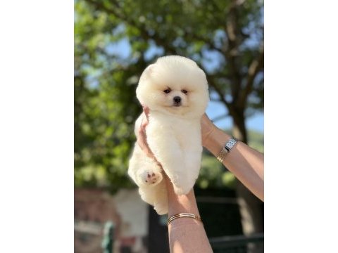 Üst düzey ayıcık pomeranian boo