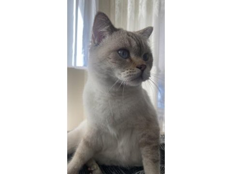 Ücretsiz sahiplendirilecek 2 yaşında british shorthair