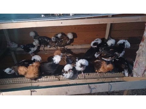 Çeşit çeşit süs tavuk horozları
