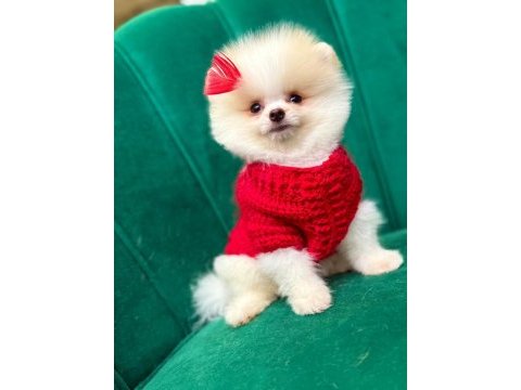 Pomernina boo