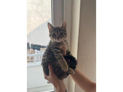 2 aylık 2 dişi ve 1 erkek kedimiz mama ve kum eğitimleri var
