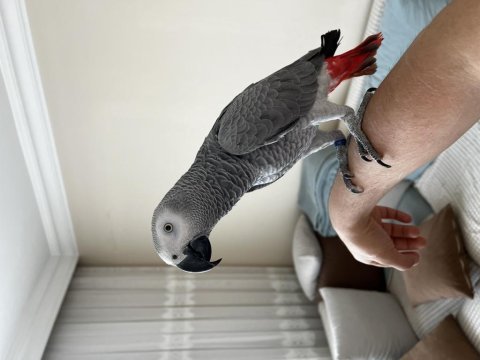 Jako papağanı erkek 14 aylık faturalı