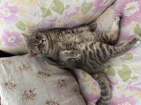 Orjinal british longhair erkek kedimiz