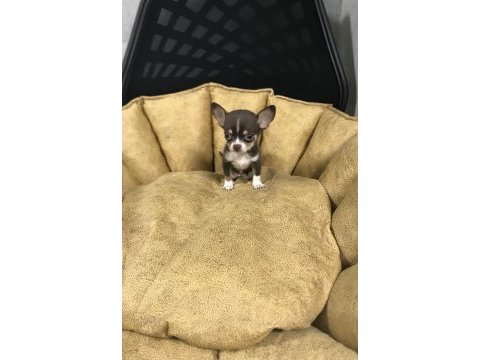 Chihuahua yavrularımız micro aşılı kimlikli teslim
