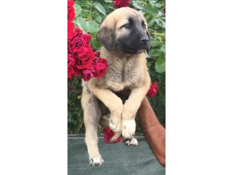 Kangal erkek yavru
