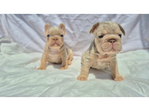 En özel french bulldoglar