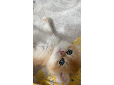 2 aylık erkek british shorthair yavru