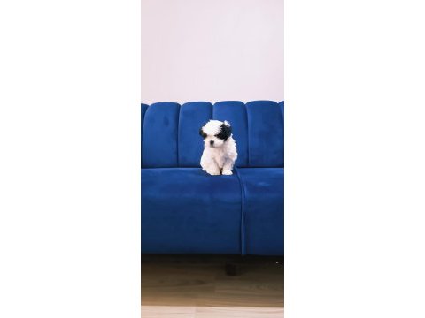 Shih tzu bebekler yeni yuvalarını arıyorlar