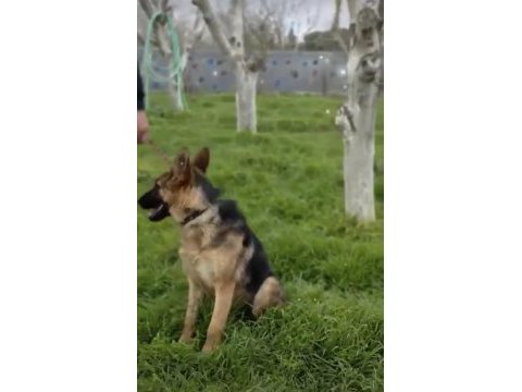Eğitimli şahsi köpeğim