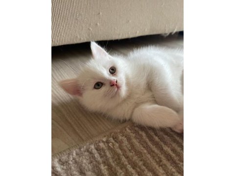 Scottish fold ve british yavrularımız