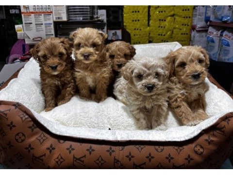 Koyu kahve maltipoo cinsi ırk ve sağlık garantili