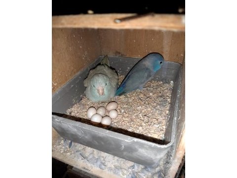 2 çift eşli yavru yumurta alınmış forpus papağanları