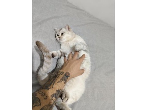 3,5 yaşında dişi british shorthair