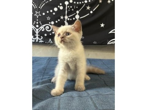 Birbirinden güzel british shorthair bebeklerimiz