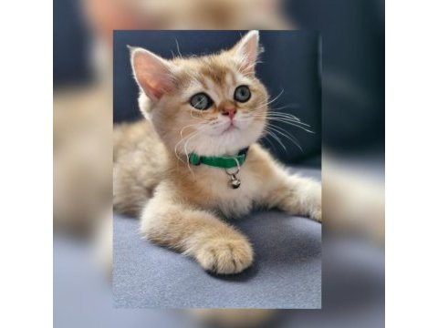 3.5 aylık erkek british shorthair golden