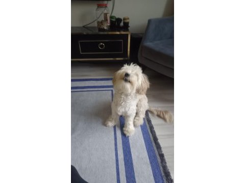 9 aylık maltipoo