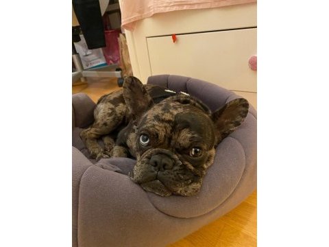 Erkek merle french bulldog 1.5 yaşında çipli