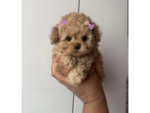 Ayı surat micro boy ped eğitimli toy poodle