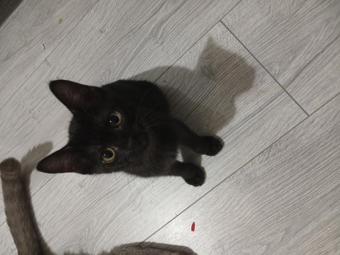 İki adet siyam kedisi yavru
