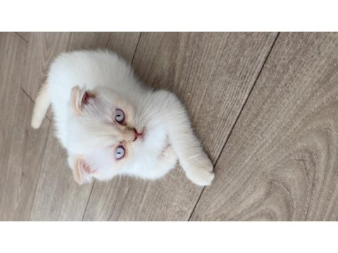 Kendi kedimizin yavrusu