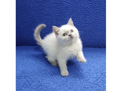 British blue point yavrumuz teslime hazırdır
