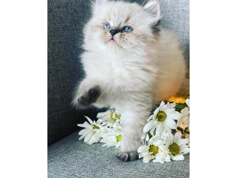 Efsane güzellik british longhair