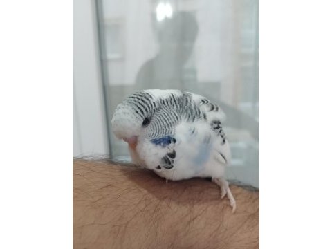 Yavru yeme düşmek sağlıklı jumbo muhabbet kuşu