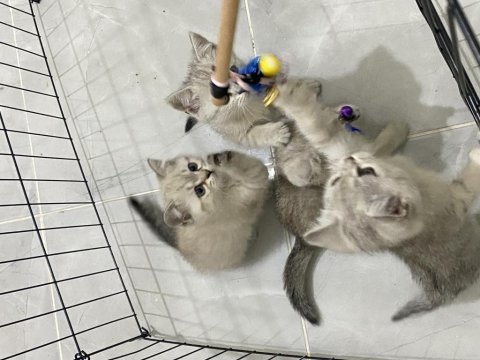 British shorthair silver bebekler