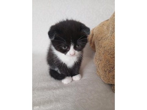 Scottish fold smoking