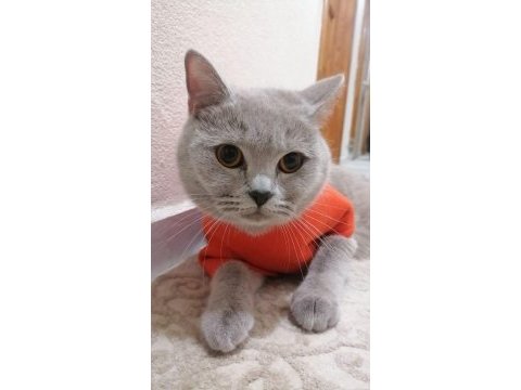 Kedimiz yeni yuvasını arıyor