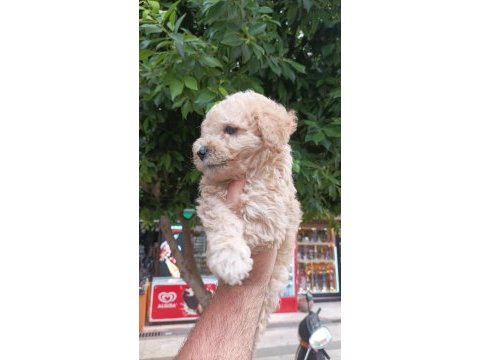 Toy poodle ayarında maltipoo bebekler