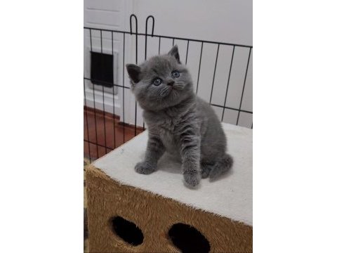 Scottish fold bebişler