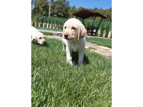 Küt burun şampanya rengi labrador yavruları 