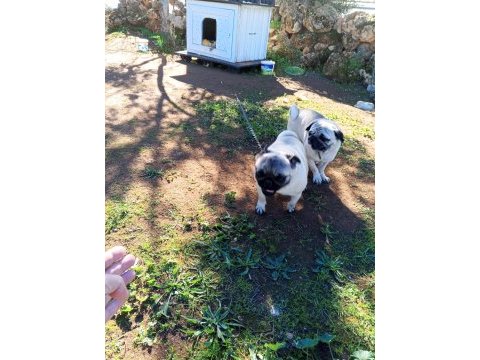 Satılık pug köpeği