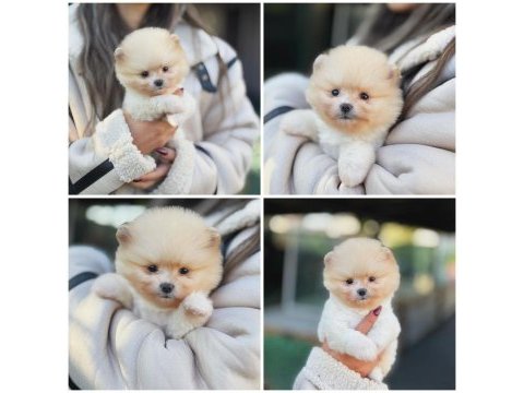 Pomeranian ayıcık yüz minyatür boyut