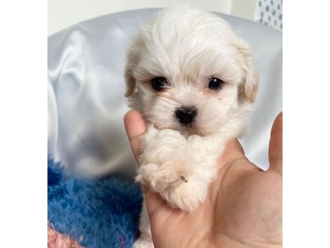 Kaymak shih-tzu bebişler (şitsu)