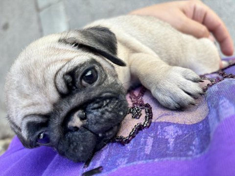 Son kalan pug dişi
