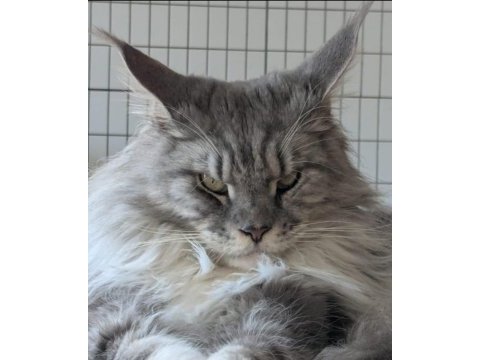 Sağlık ve ırk garantili minik maine coon devler