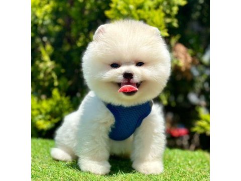 Safkan pomeranian boo bebekler