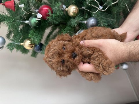 Erkek toy poodle yavru