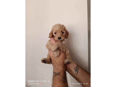 Maltipoo bebekler