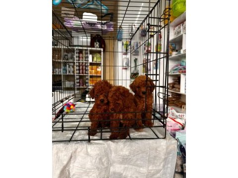 Red brown toy poodle yavrularımız